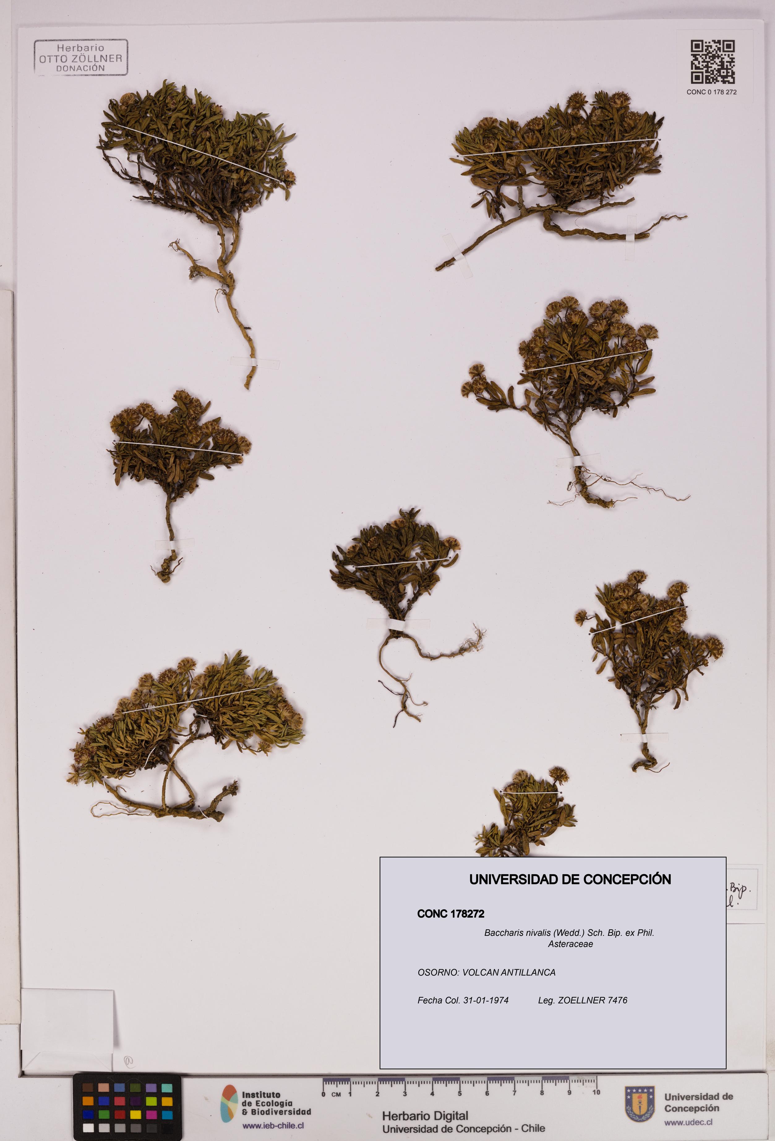 Baccharis nivalis [Espécimen: UDEC:CONC:0178272]