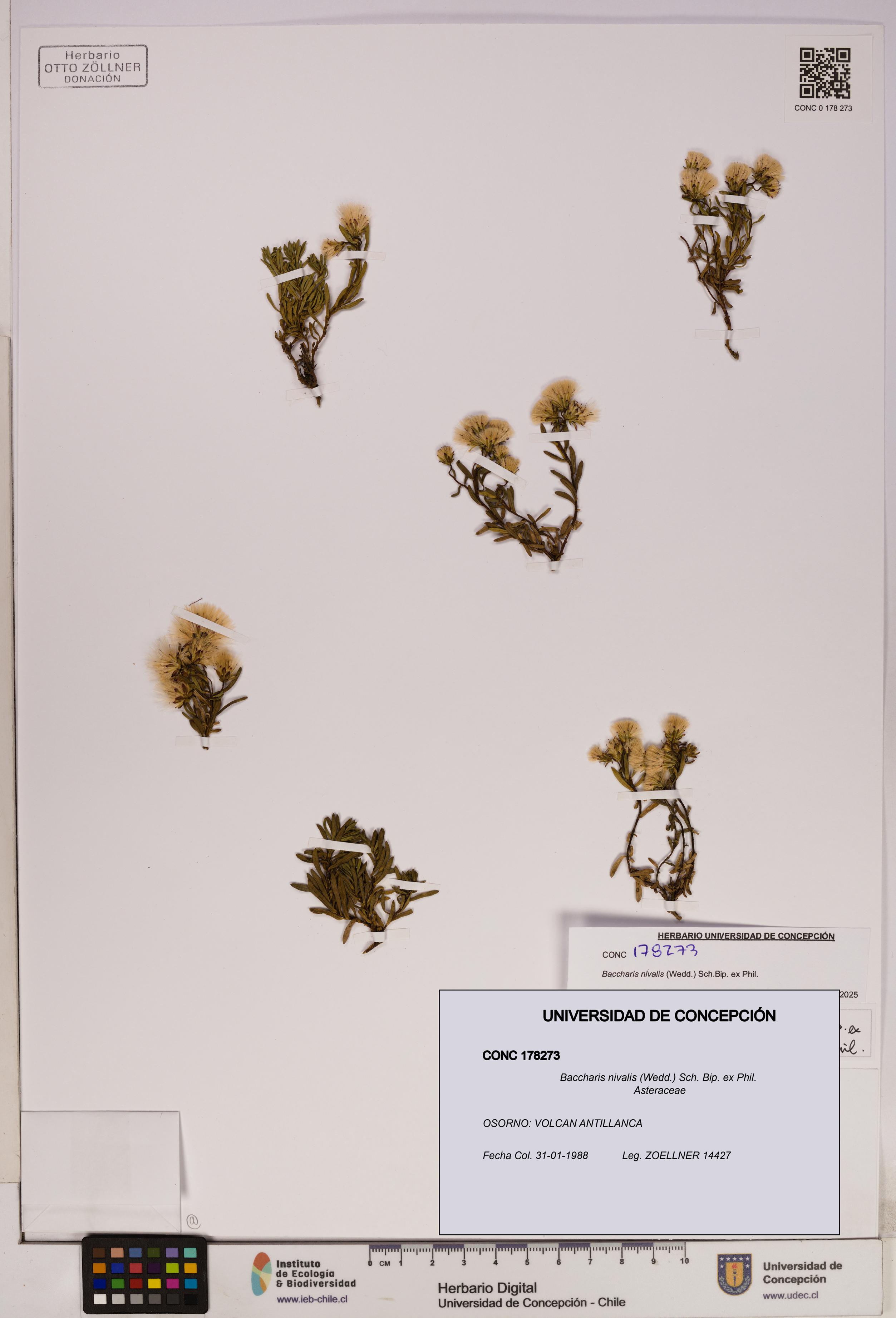 Baccharis nivalis [Espécimen: UDEC:CONC:0178273]