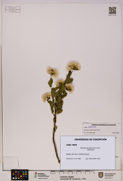 Baccharis obovata [Espécimen: UDEC:CONC:0178275]