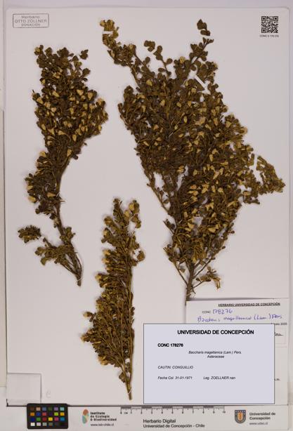 Baccharis magellanica [Espécimen: UDEC:CONC:0178276]