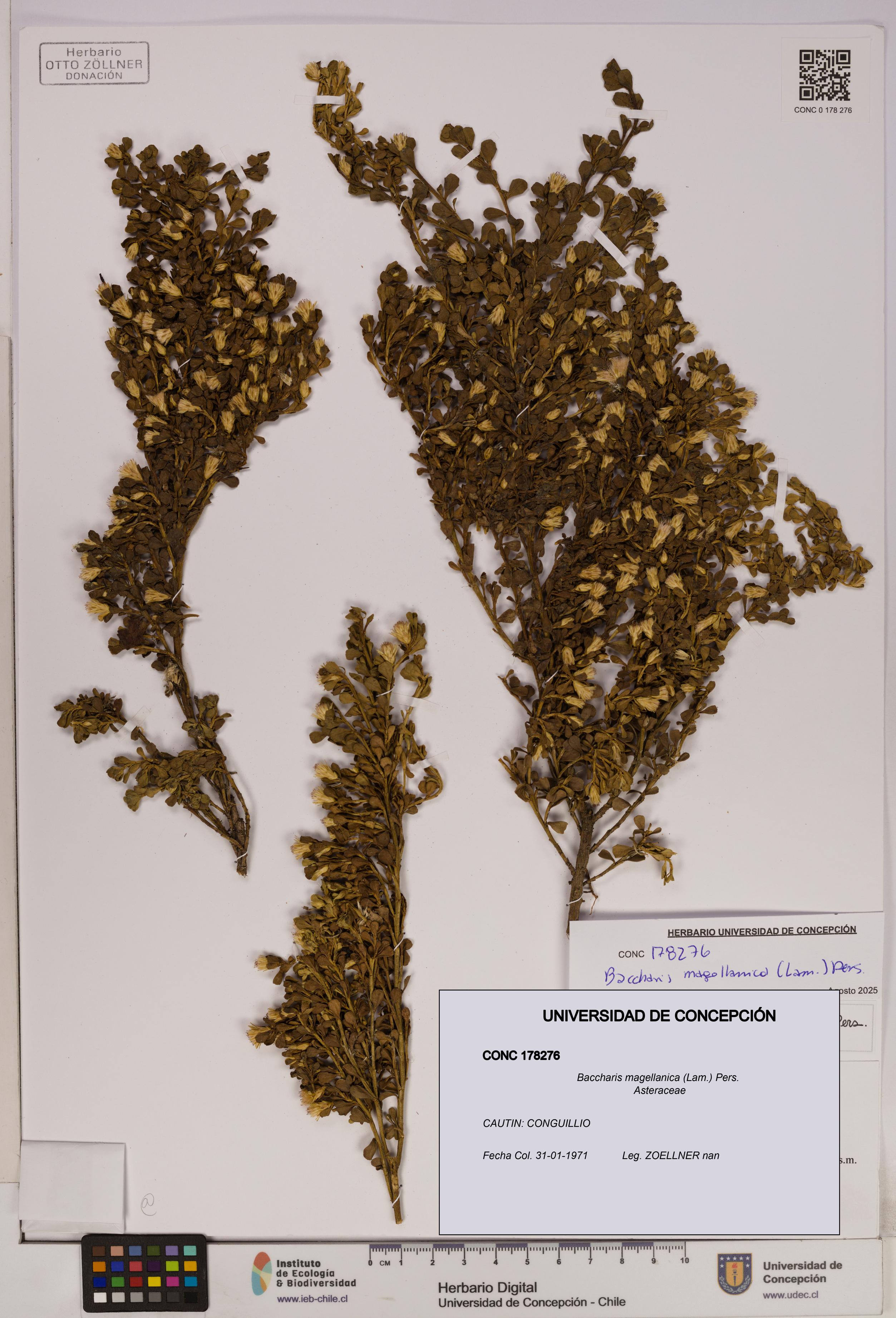Baccharis magellanica [Espécimen: UDEC:CONC:0178276]