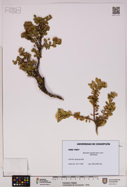 Baccharis obovata [Espécimen: UDEC:CONC:0178277]