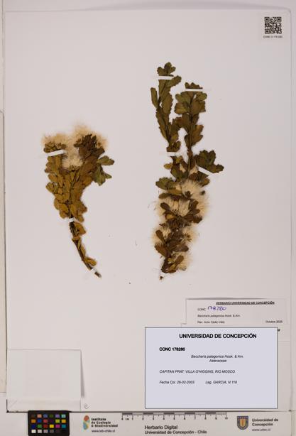 Baccharis patagonica [Espécimen: UDEC:CONC:0178280]