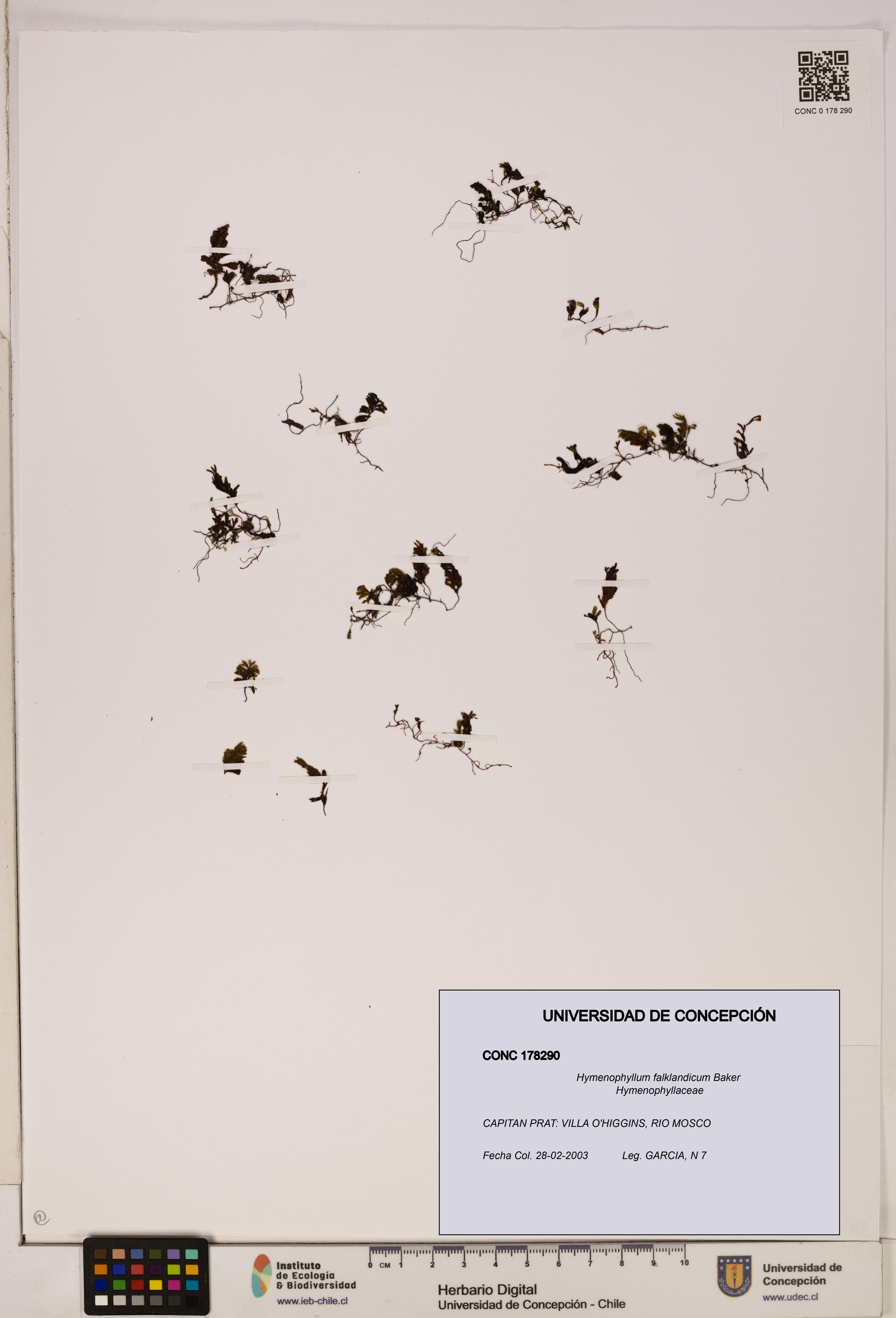 Hymenophyllum falklandicum [Espécimen: UDEC:CONC:0178290]