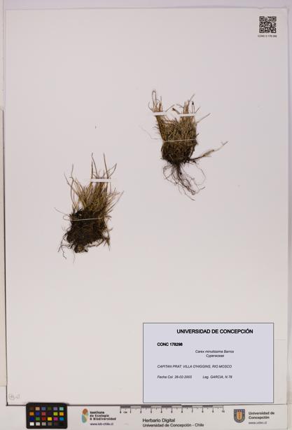 Carex minutissima [Espécimen: UDEC:CONC:0178298]