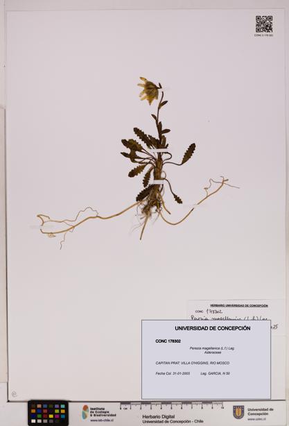 Perezia magellanica [Espécimen: UDEC:CONC:0178302]