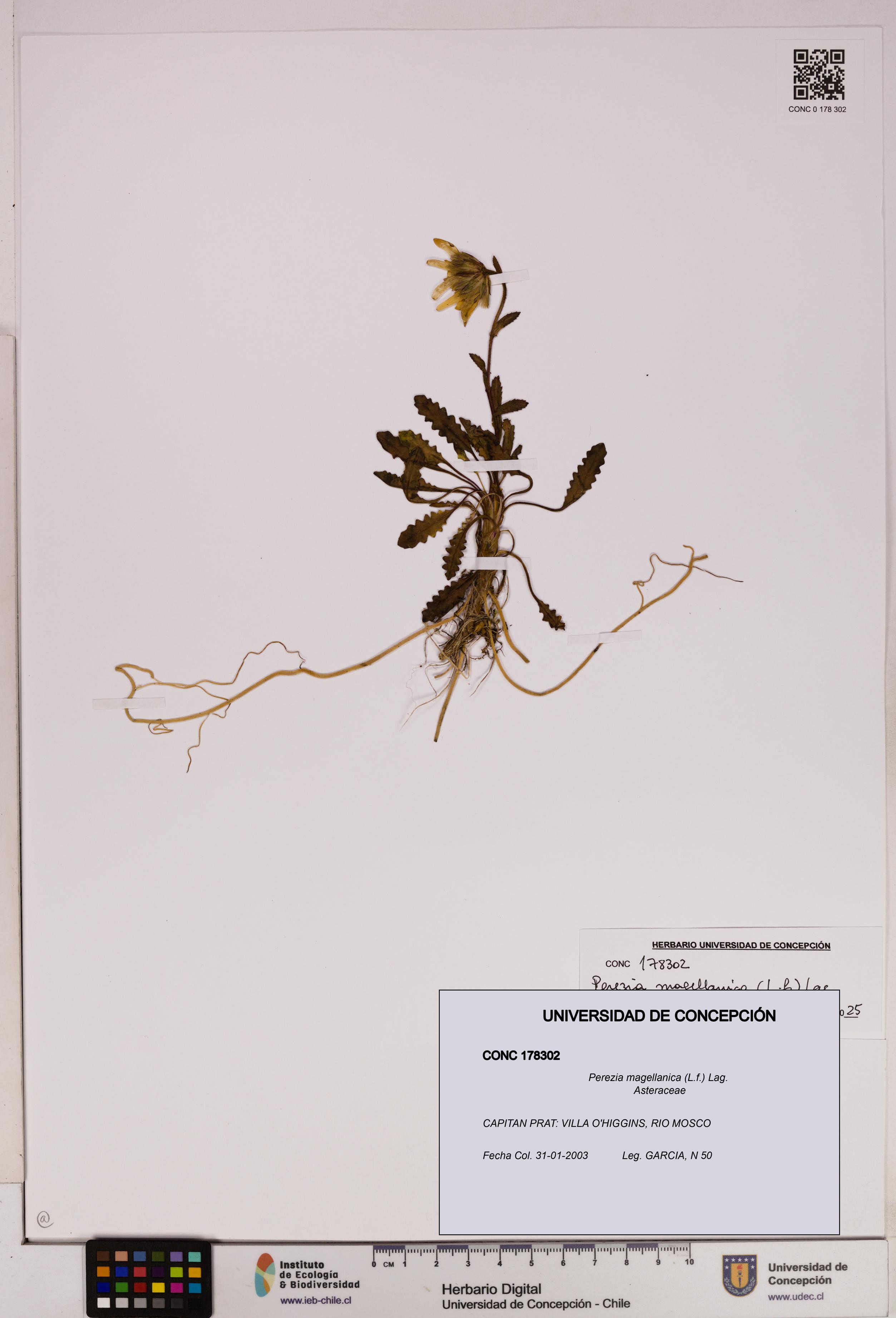 Perezia magellanica [Espécimen: UDEC:CONC:0178302]