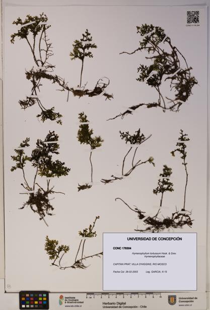 Hymenophyllum tortuosum [Espécimen: ]