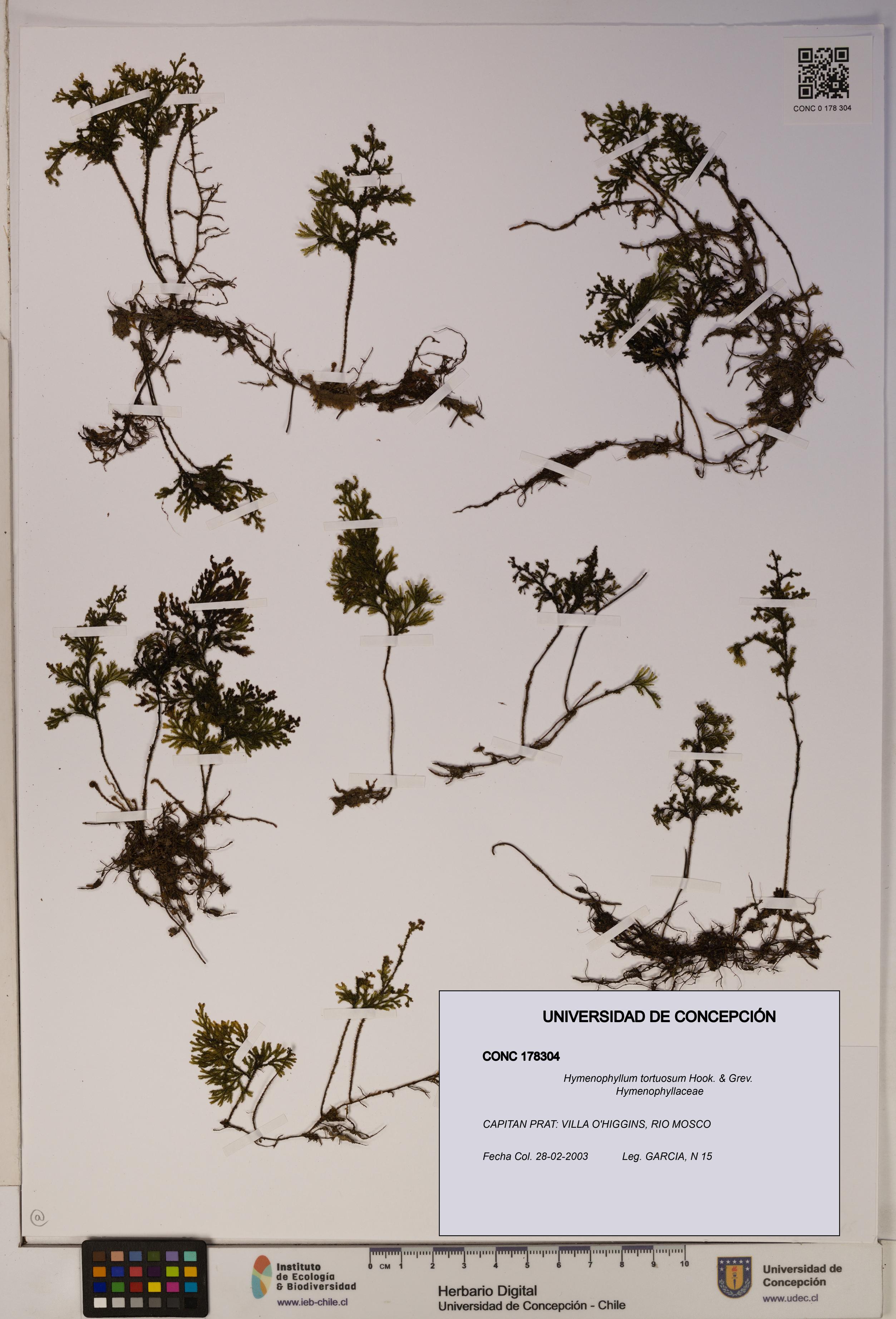 Hymenophyllum tortuosum [Espécimen: ]