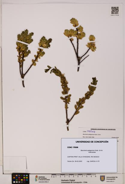 Baccharis patagonica [Espécimen: UDEC:CONC:0178306]