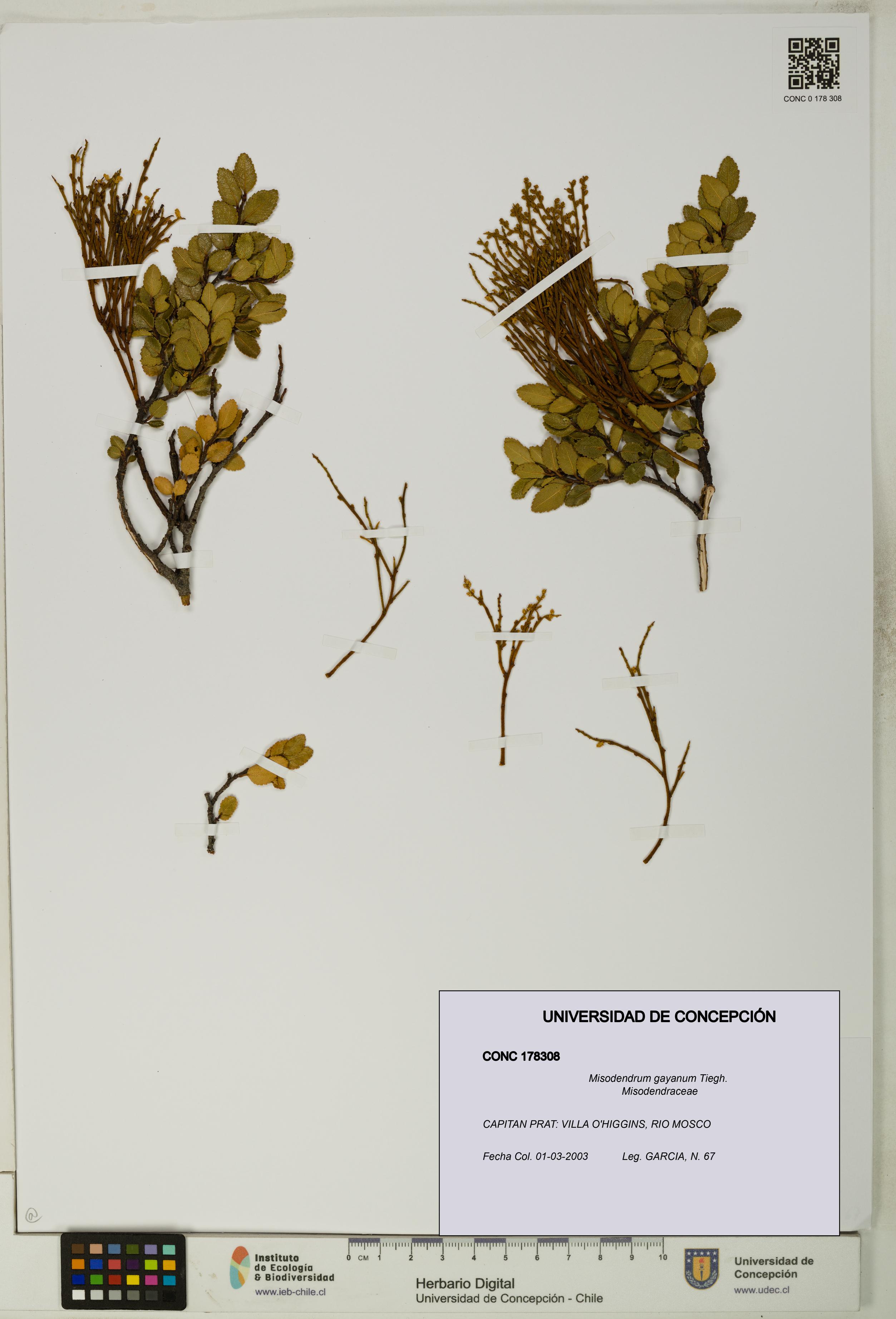 Misodendrum gayanum [Espécimen: UDEC:CONC:0178308]