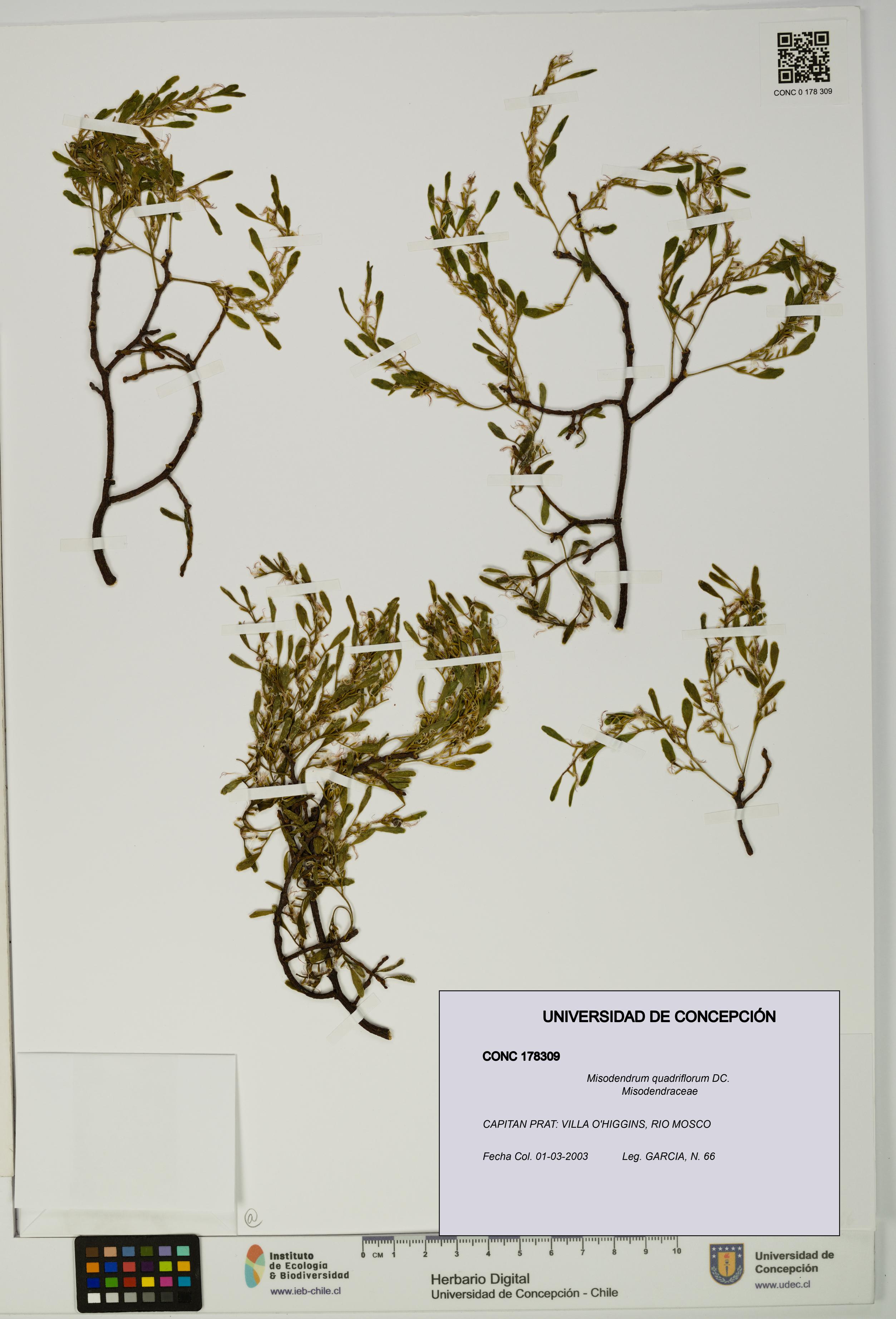 Misodendrum quadriflorum [Espécimen: UDEC:CONC:0178309]