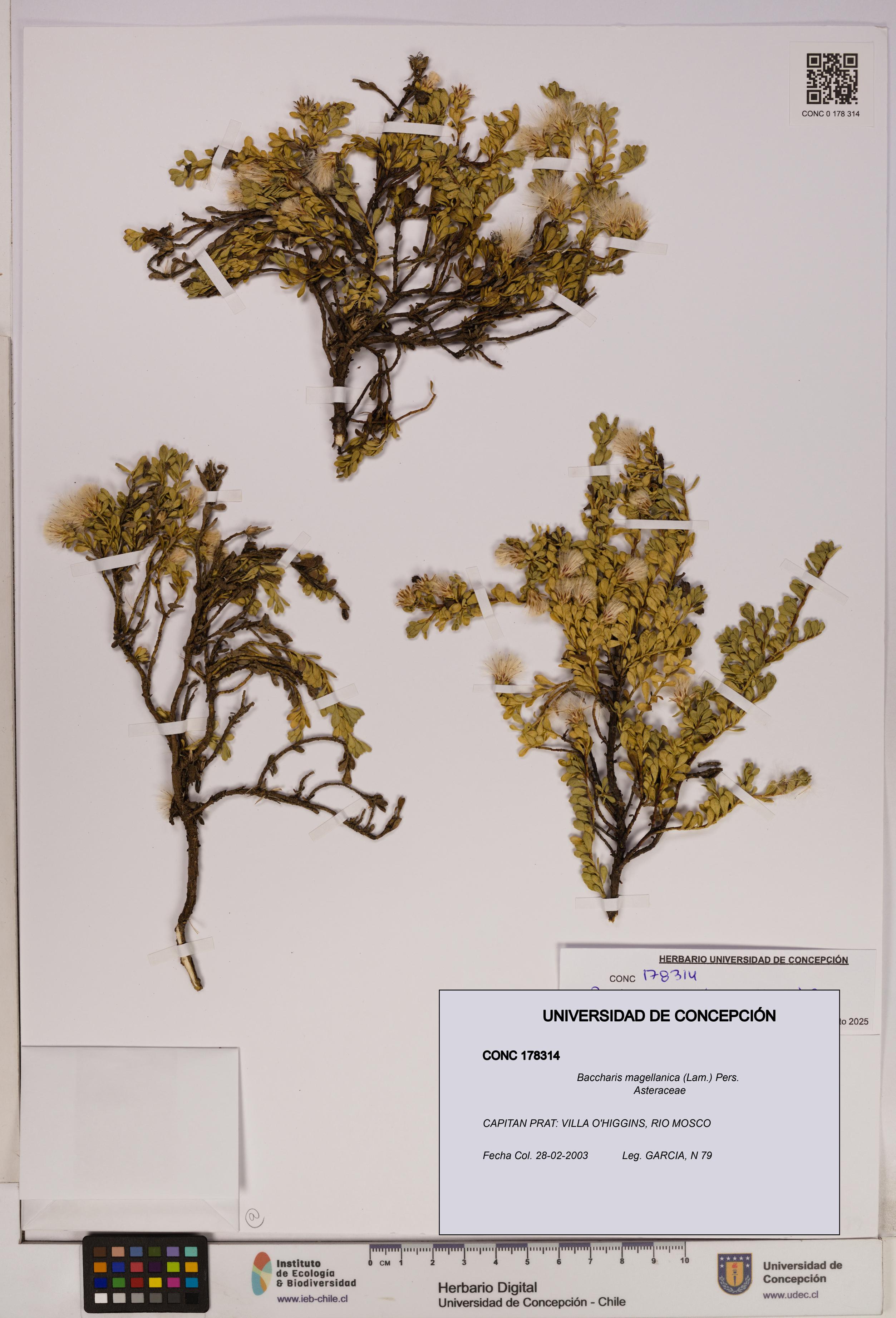 Baccharis magellanica [Espécimen: UDEC:CONC:0178314]