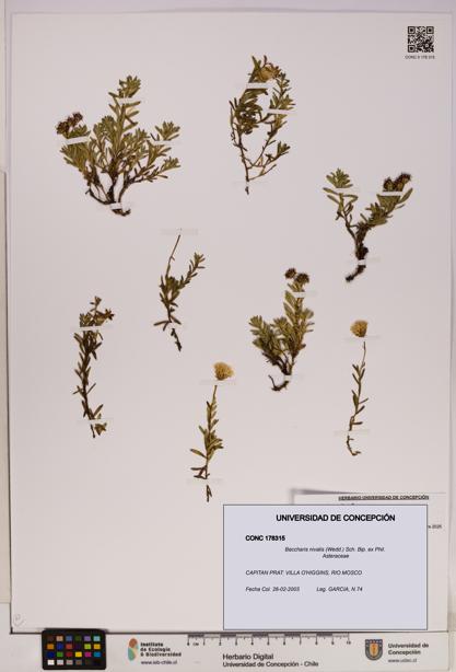 Baccharis nivalis [Espécimen: UDEC:CONC:0178315]