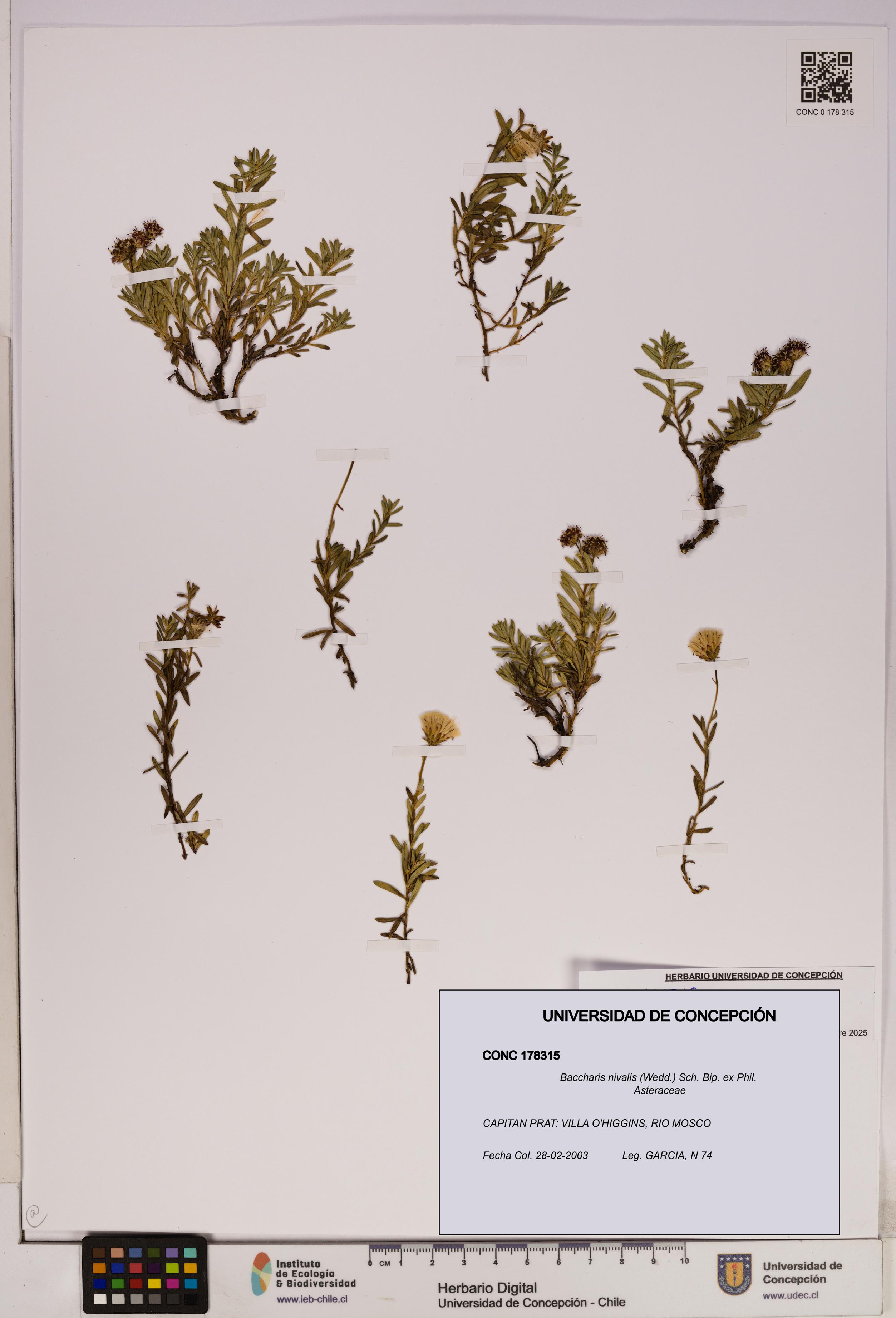 Baccharis nivalis [Espécimen: UDEC:CONC:0178315]