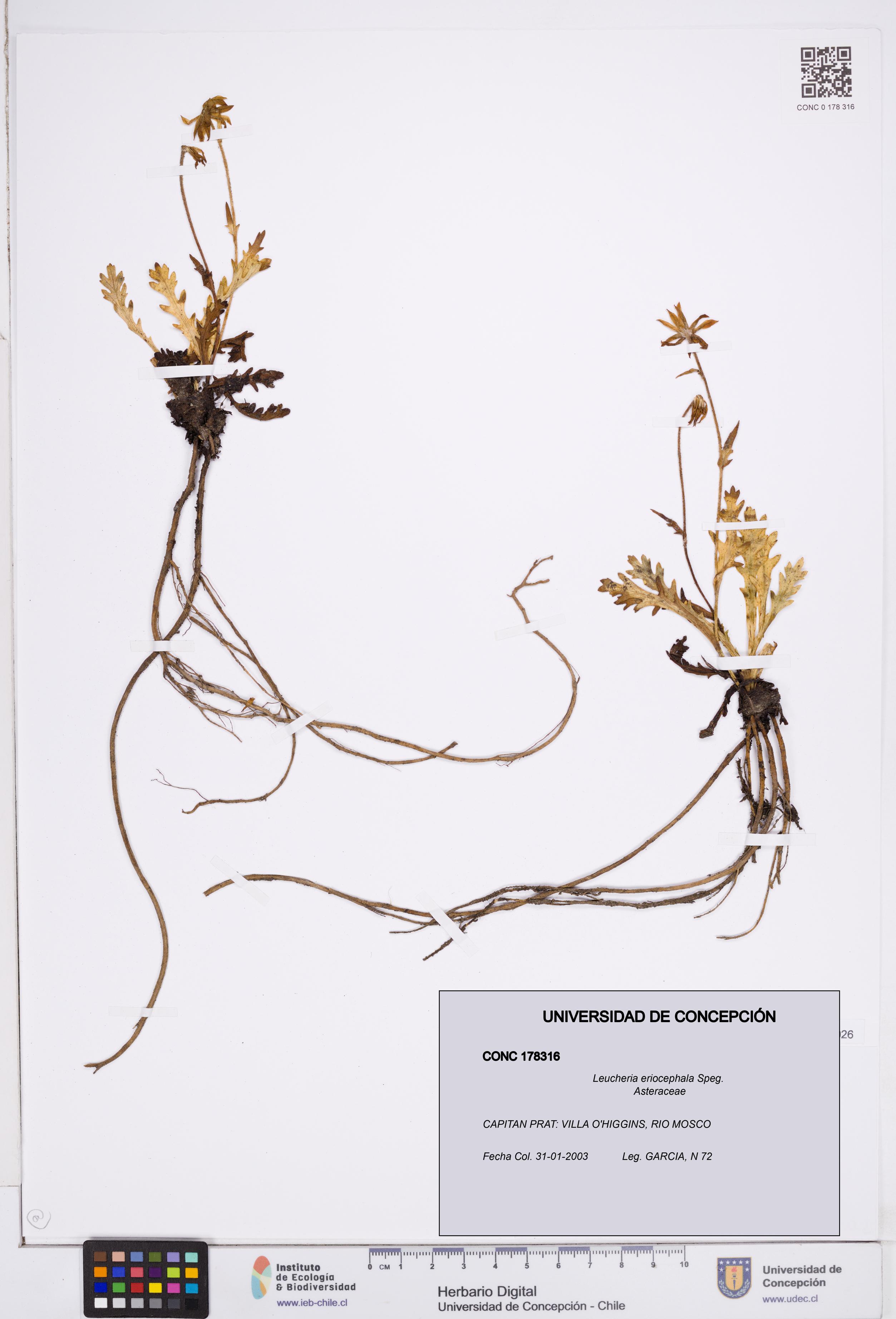 Leucheria eriocephala [Espécimen: ]