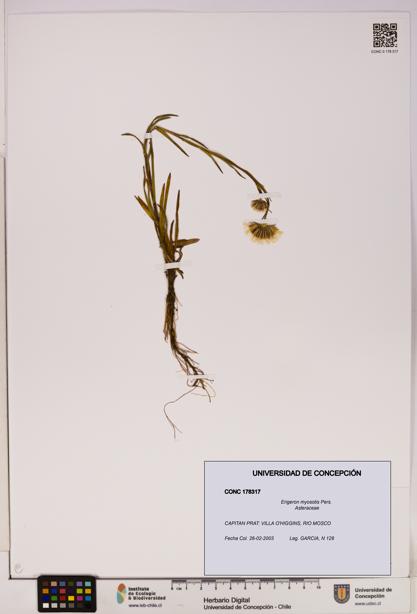 Erigeron myosotis [Espécimen: UDEC:CONC:0178317]