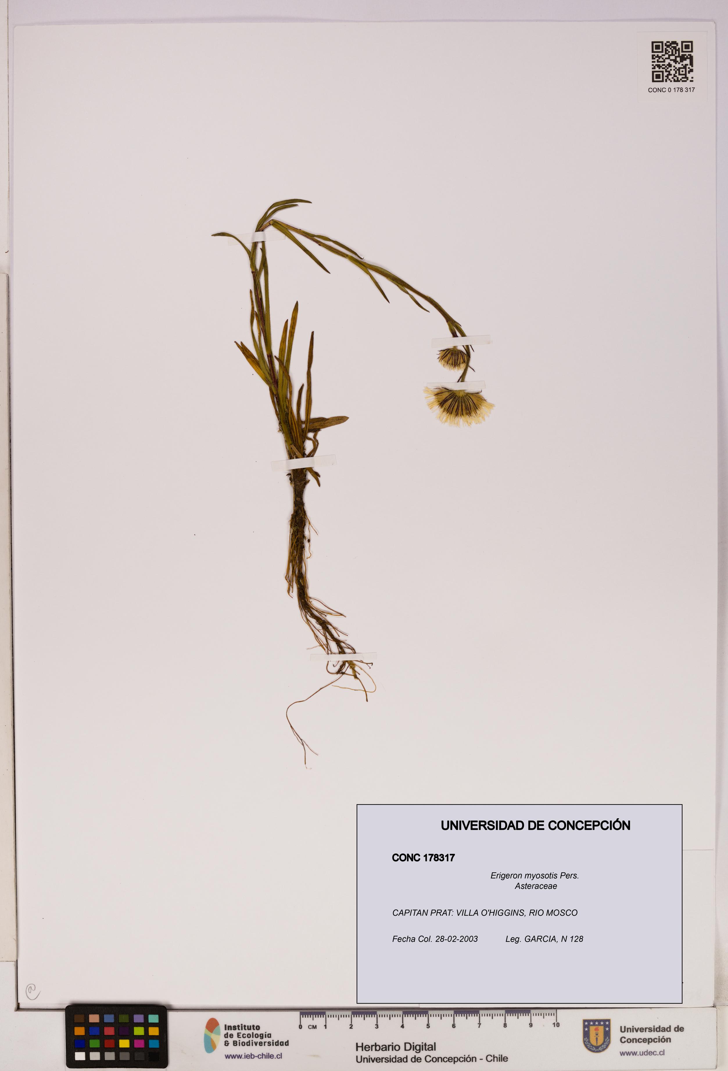 Erigeron myosotis [Espécimen: UDEC:CONC:0178317]