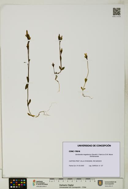 Gentianella magellanica [Espécimen: UDEC:CONC:0178318]