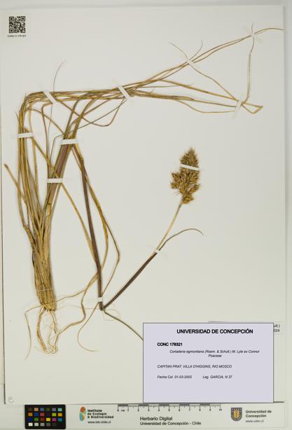 Cortaderia egmontiana [Espécimen: UDEC:CONC:0178321]