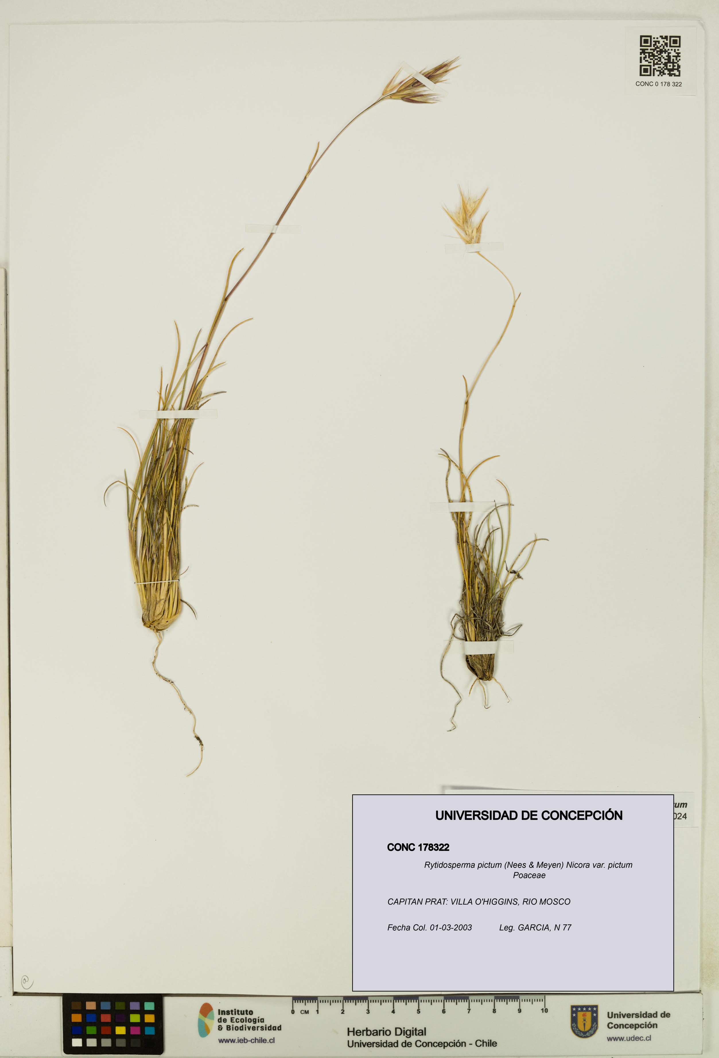 Rytidosperma pictum var. pictum [Espécimen: UDEC:CONC:0178322]