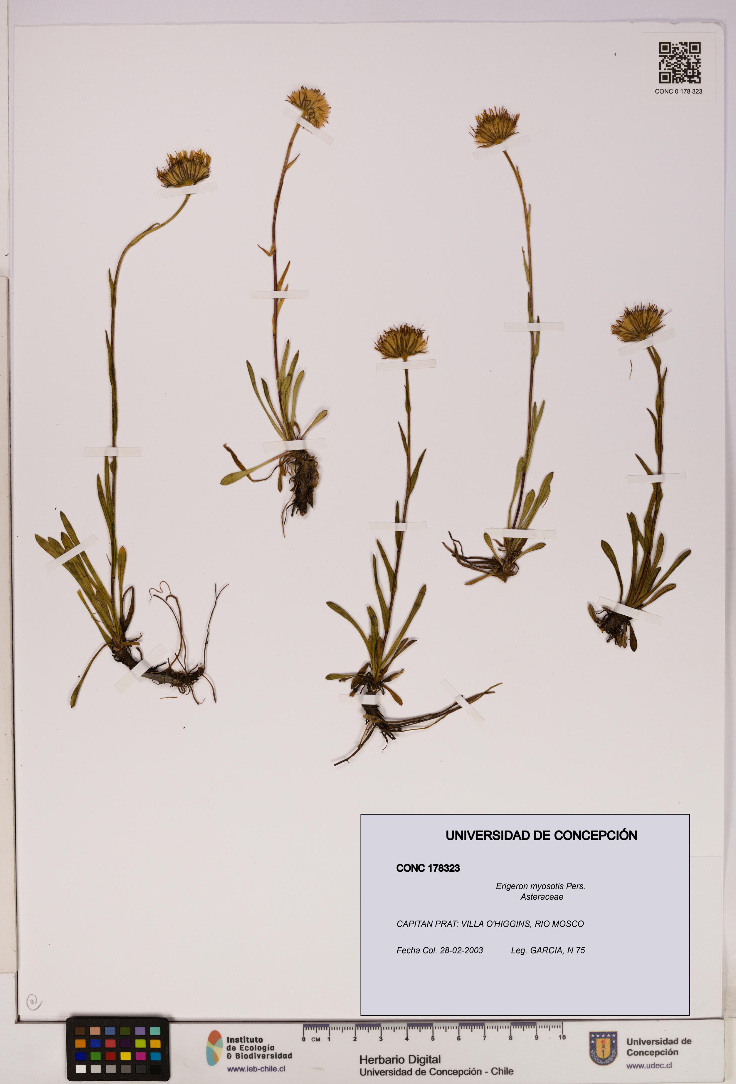 Erigeron myosotis [Espécimen: UDEC:CONC:0178323]