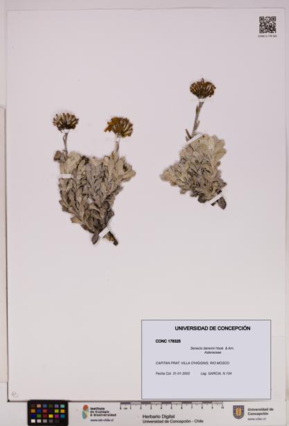 Senecio darwinii [Espécimen: UDEC:CONC:0178325]