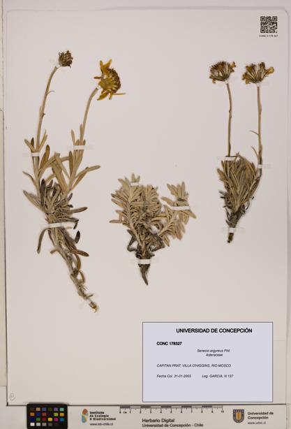 Senecio argyreus [Espécimen: UDEC:CONC:0178327]