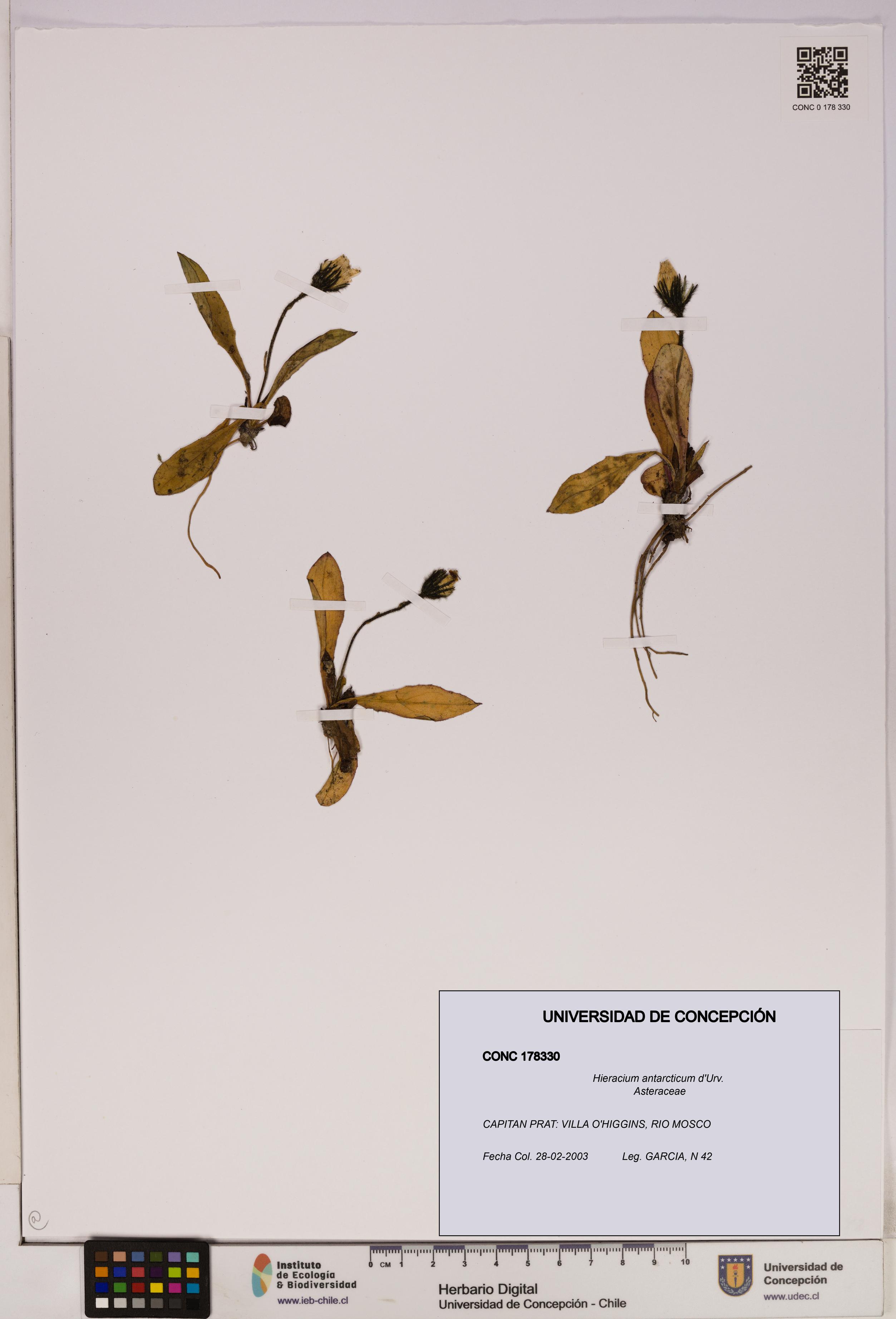 Hieracium antarcticum [Espécimen: UDEC:CONC:0178330]