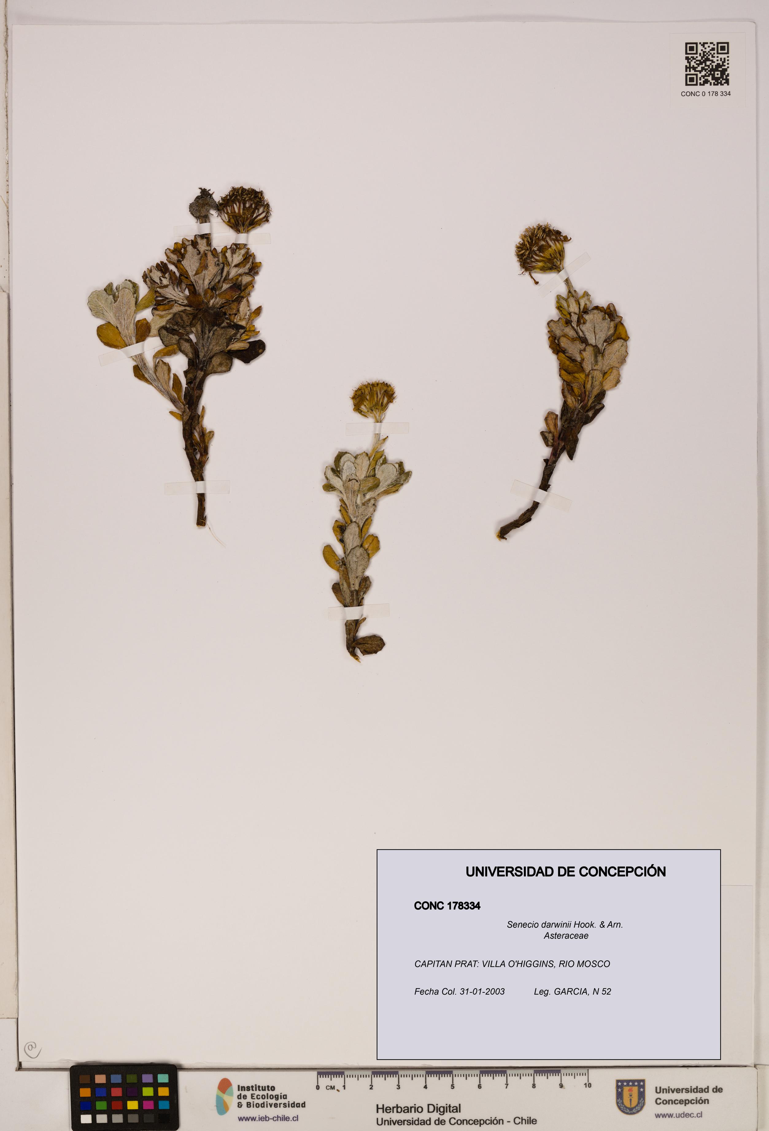 Senecio darwinii [Espécimen: UDEC:CONC:0178334]