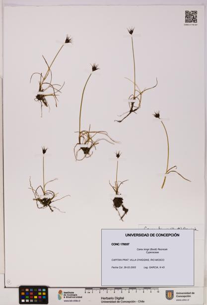 Carex kingii [Espécimen: UDEC:CONC:0178337]