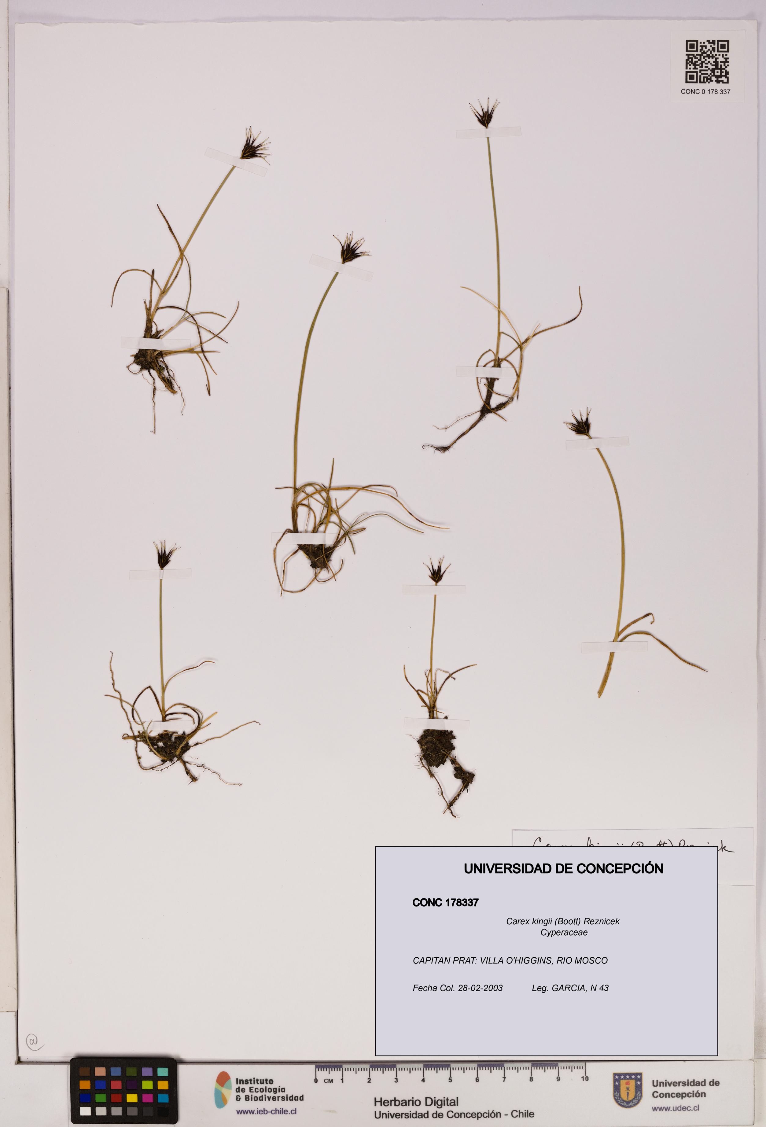 Carex kingii [Espécimen: UDEC:CONC:0178337]