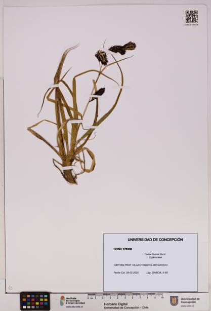 Carex banksii [Espécimen: UDEC:CONC:0178338]