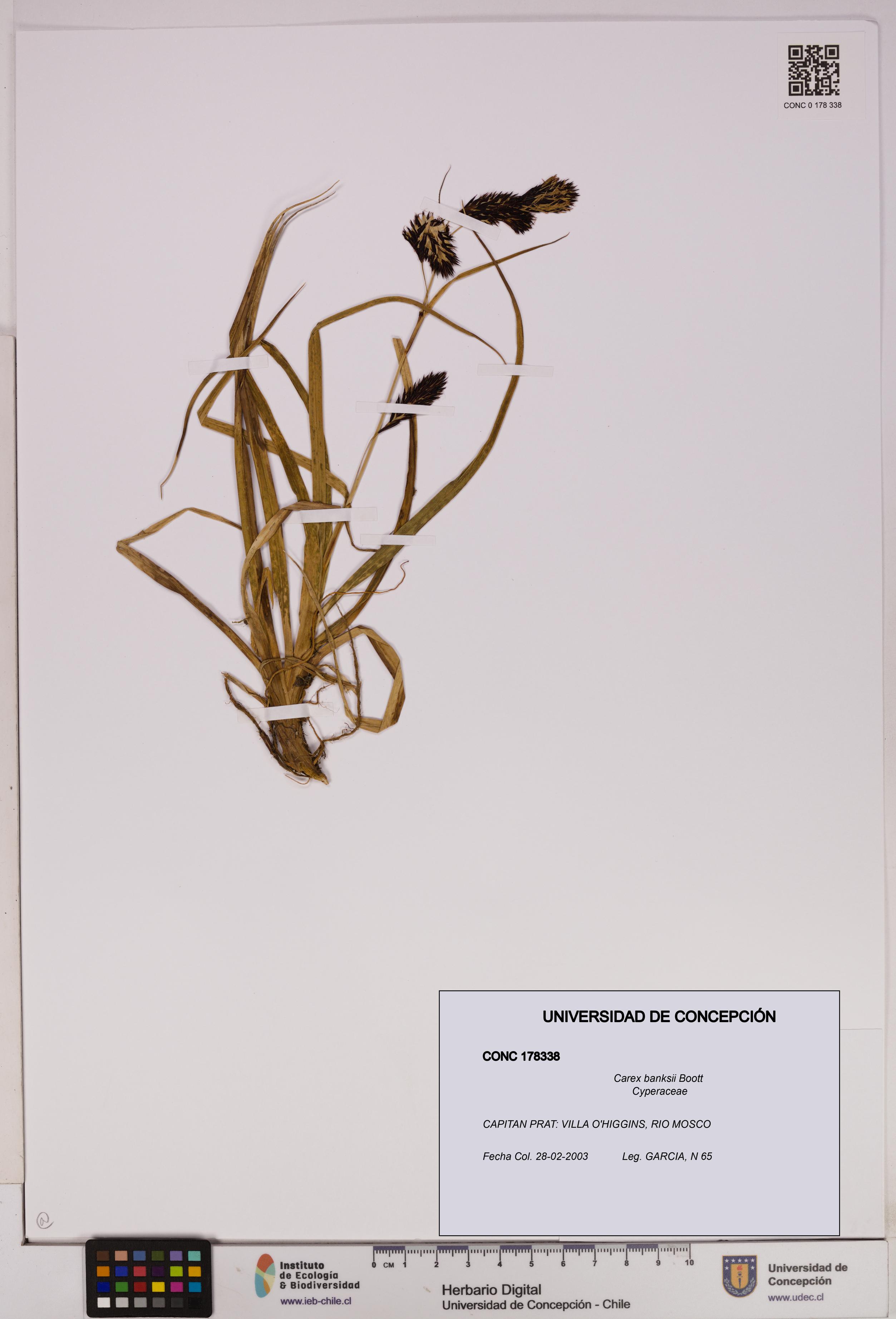 Carex banksii [Espécimen: UDEC:CONC:0178338]