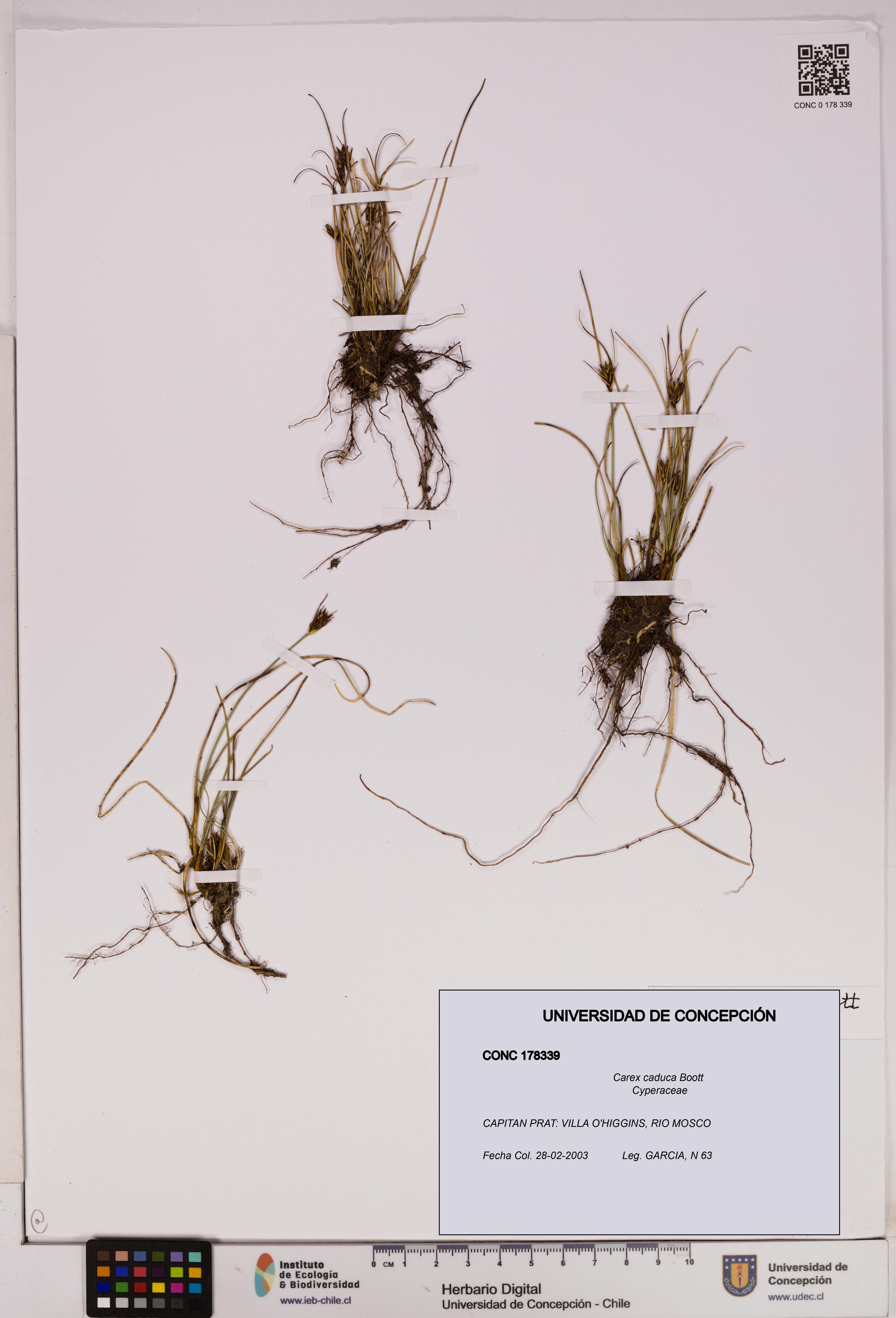 Carex caduca [Espécimen: UDEC:CONC:0178339]