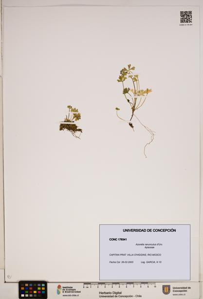Azorella ranunculus [Espécimen: ]