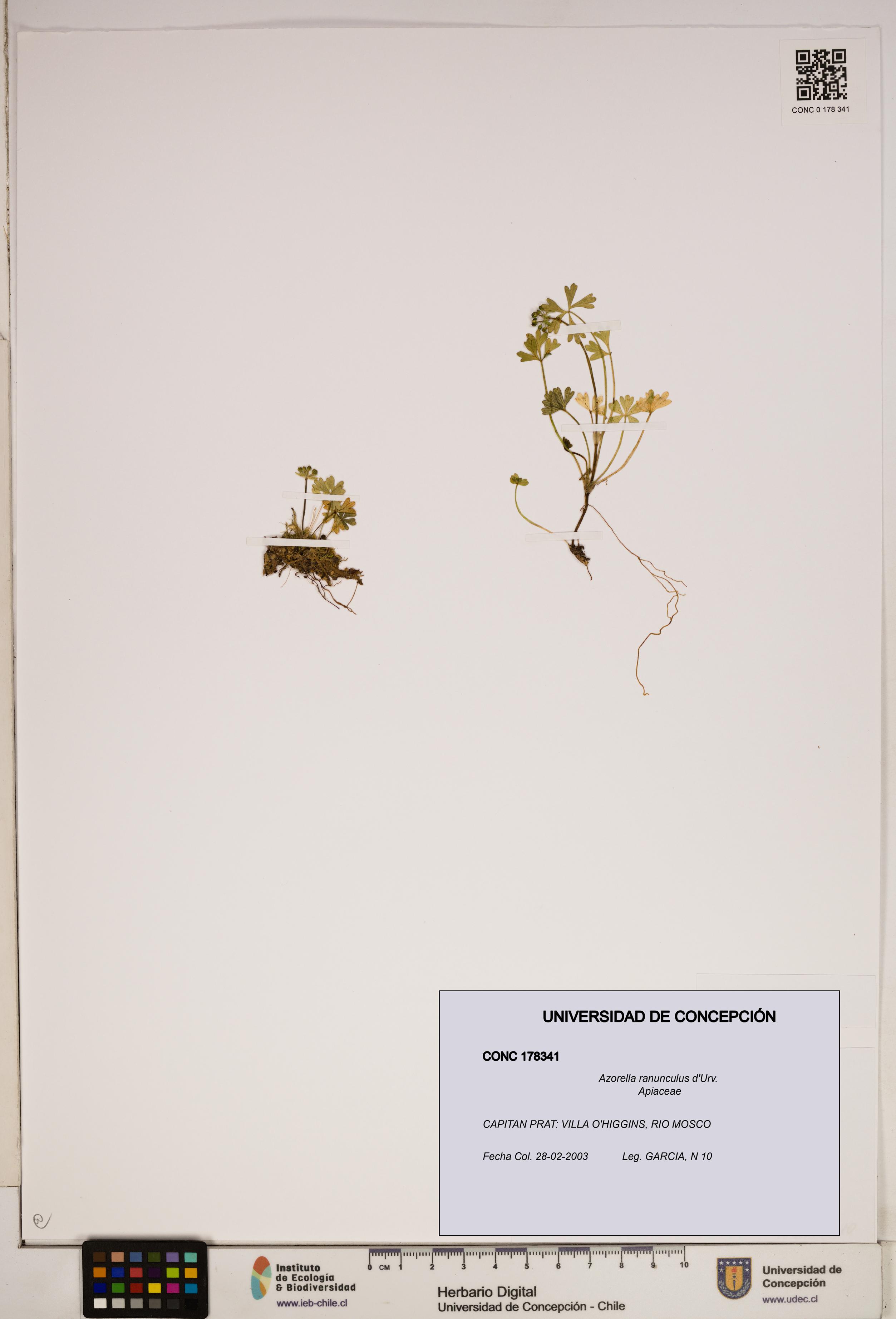 Azorella ranunculus [Espécimen: ]