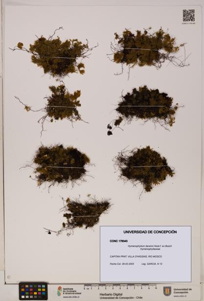 Hymenophyllum darwinii [Espécimen: UDEC:CONC:0178343]