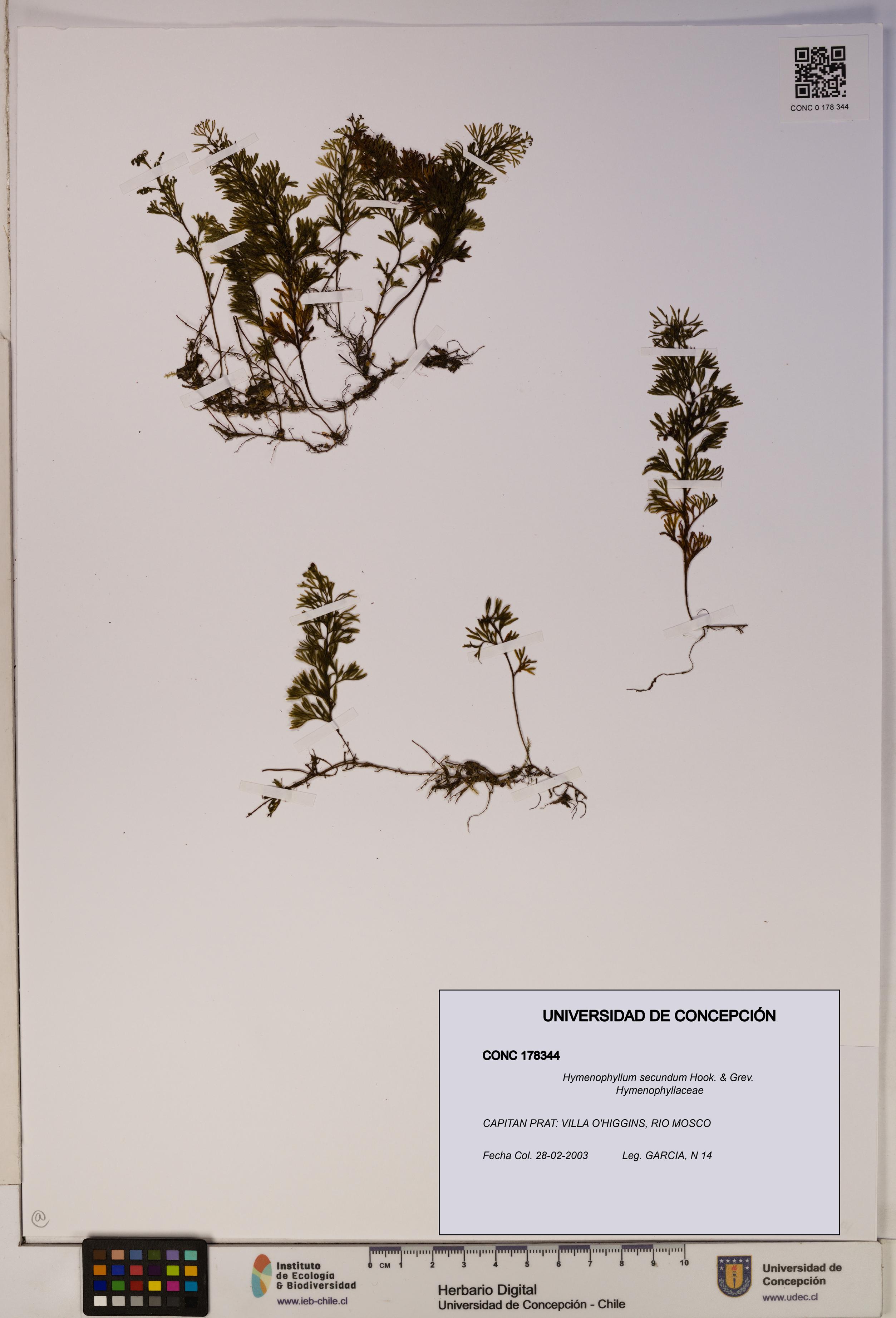 Hymenophyllum secundum [Espécimen: ]