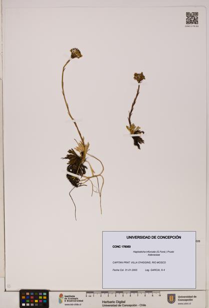 Haplosticha trifurcata [Espécimen: UDEC:CONC:0178353]