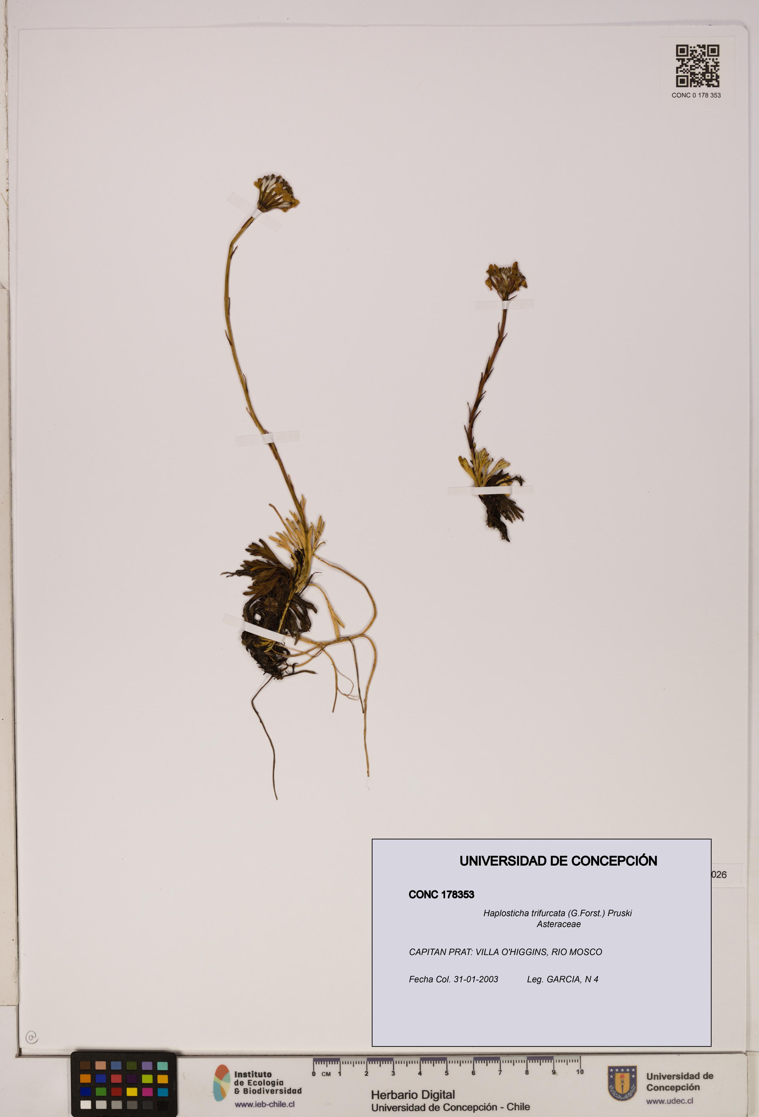 Haplosticha trifurcata [Espécimen: UDEC:CONC:0178353]