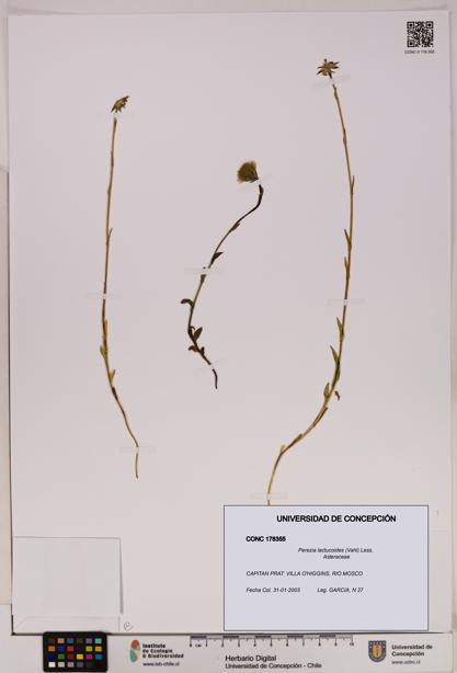 Perezia lactucoides [Espécimen: UDEC:CONC:0178355]