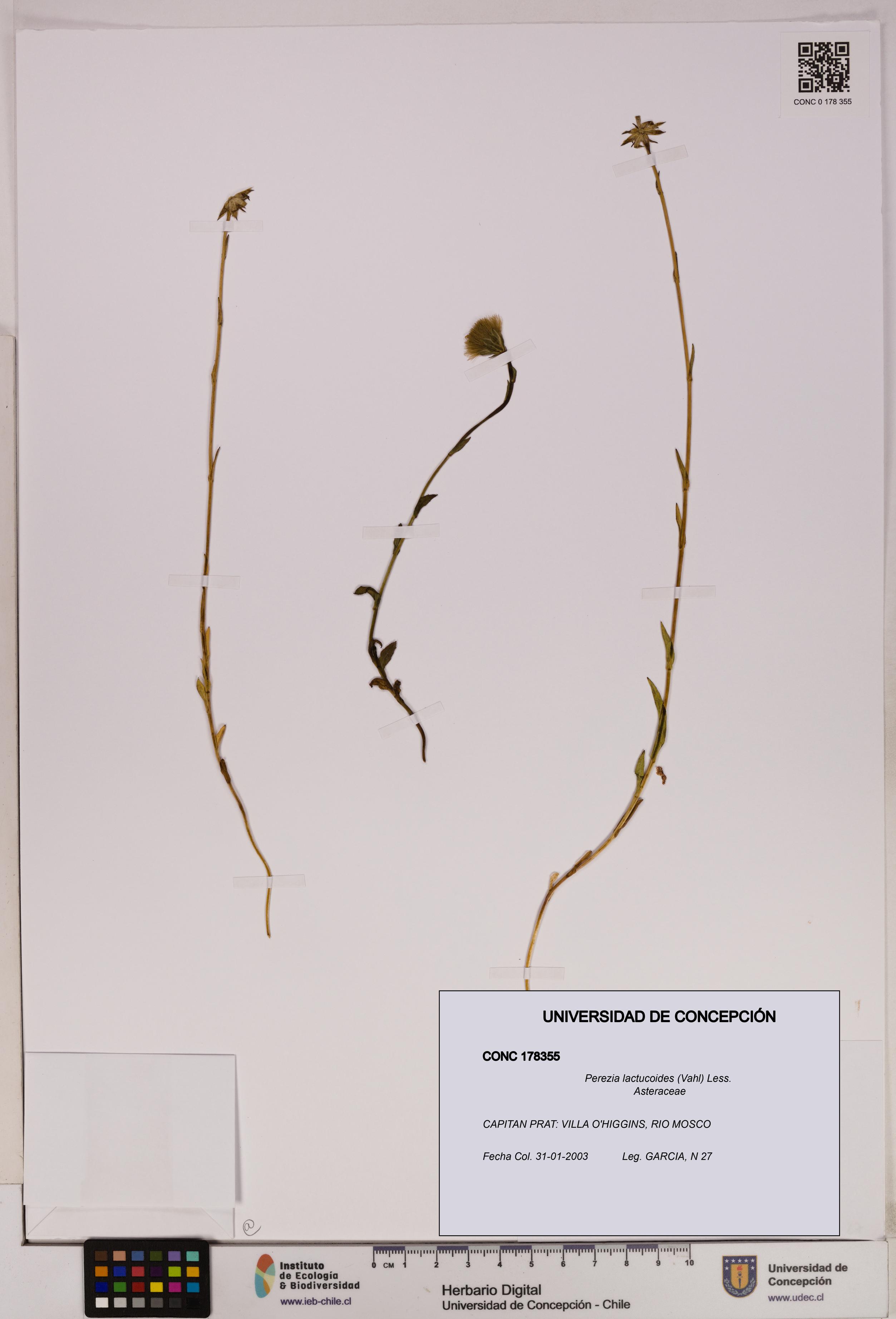 Perezia lactucoides [Espécimen: UDEC:CONC:0178355]