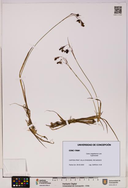 Carex magellanica [Espécimen: UDEC:CONC:0178361]