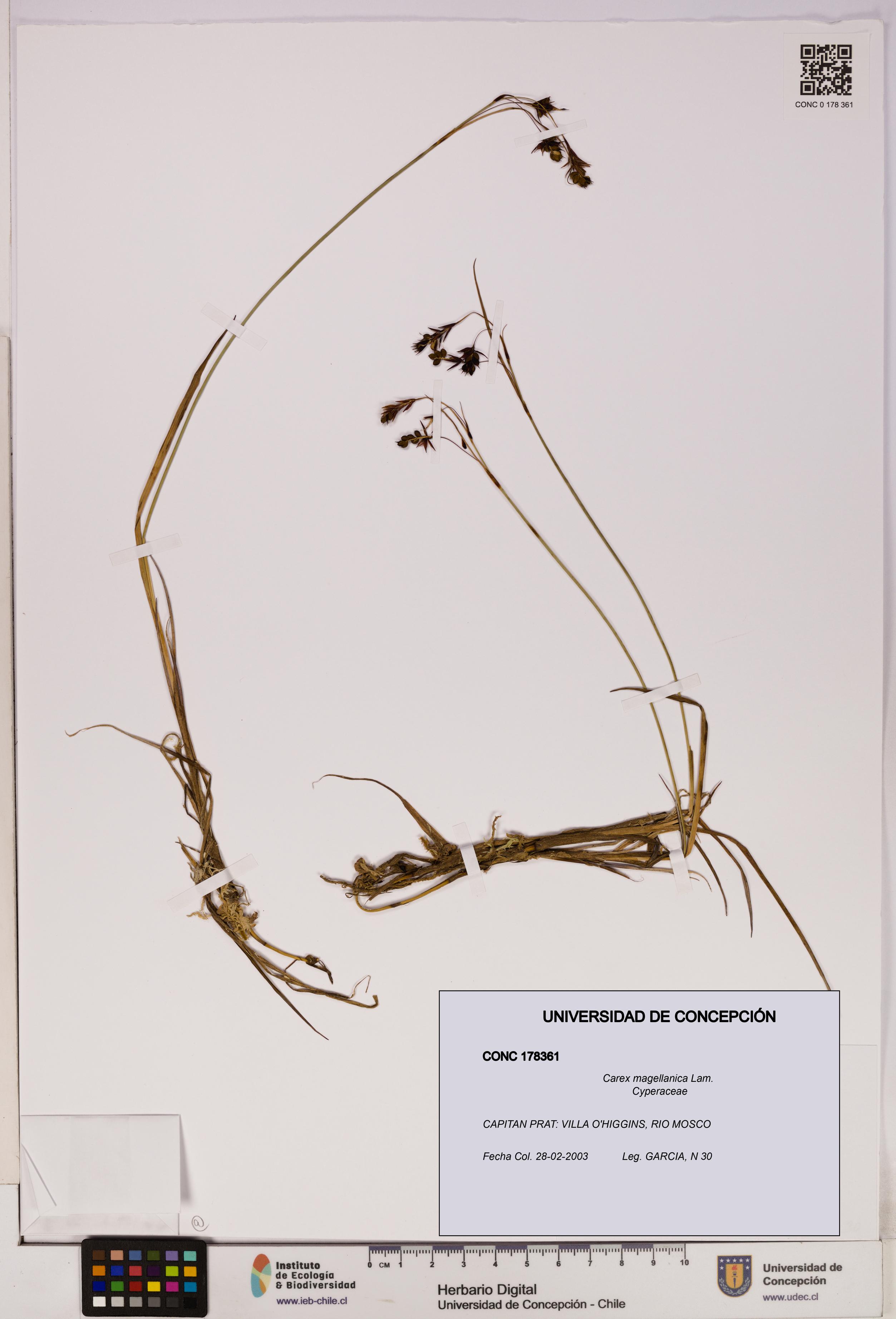 Carex magellanica [Espécimen: UDEC:CONC:0178361]