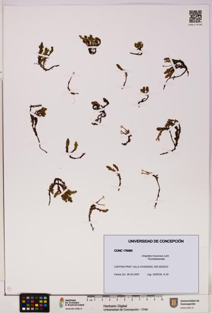 Drapetes muscosus [Espécimen: UDEC:CONC:0178363]