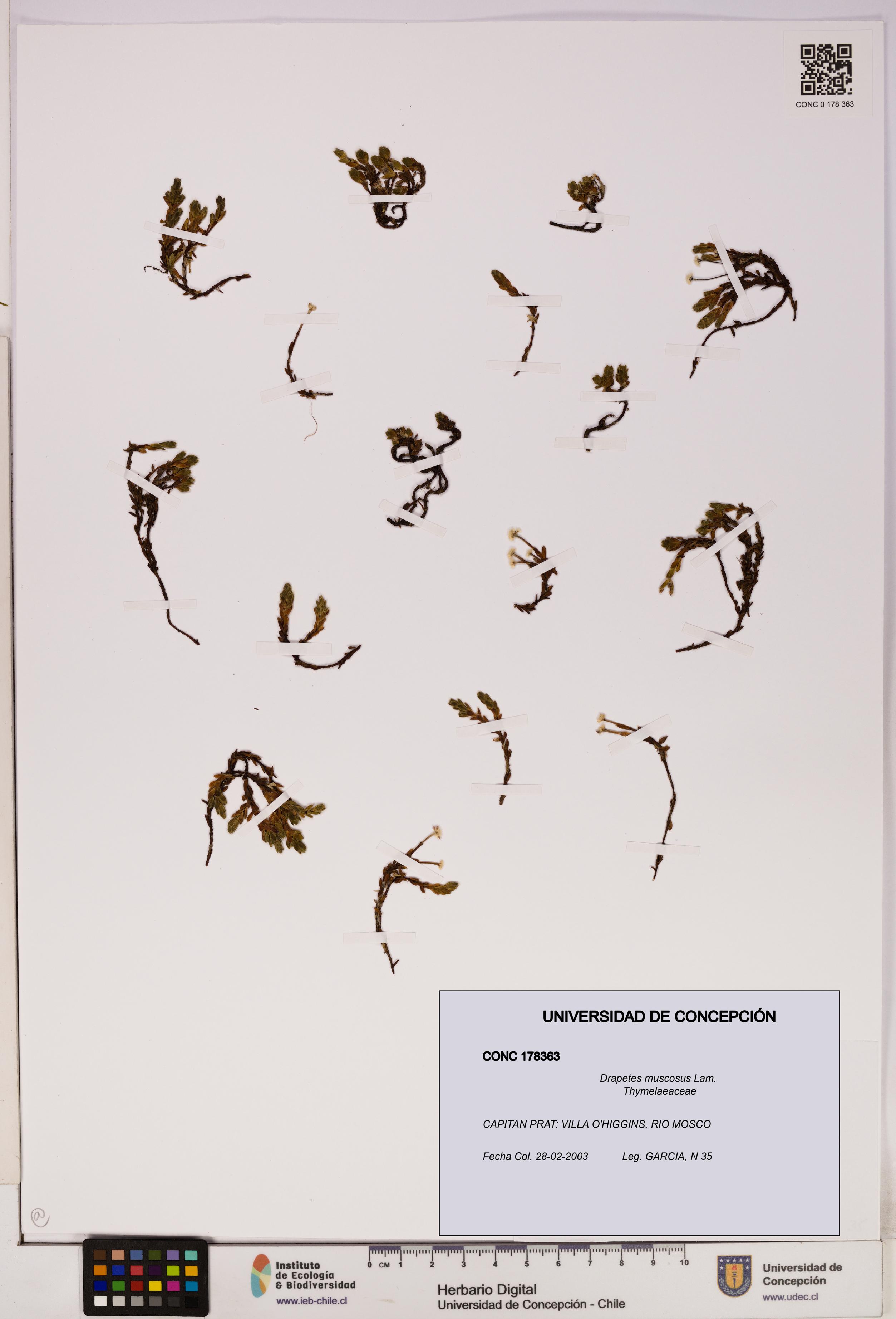 Drapetes muscosus [Espécimen: UDEC:CONC:0178363]