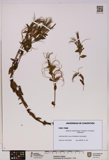 Epilobium australe [Espécimen: UDEC:CONC:0178369]