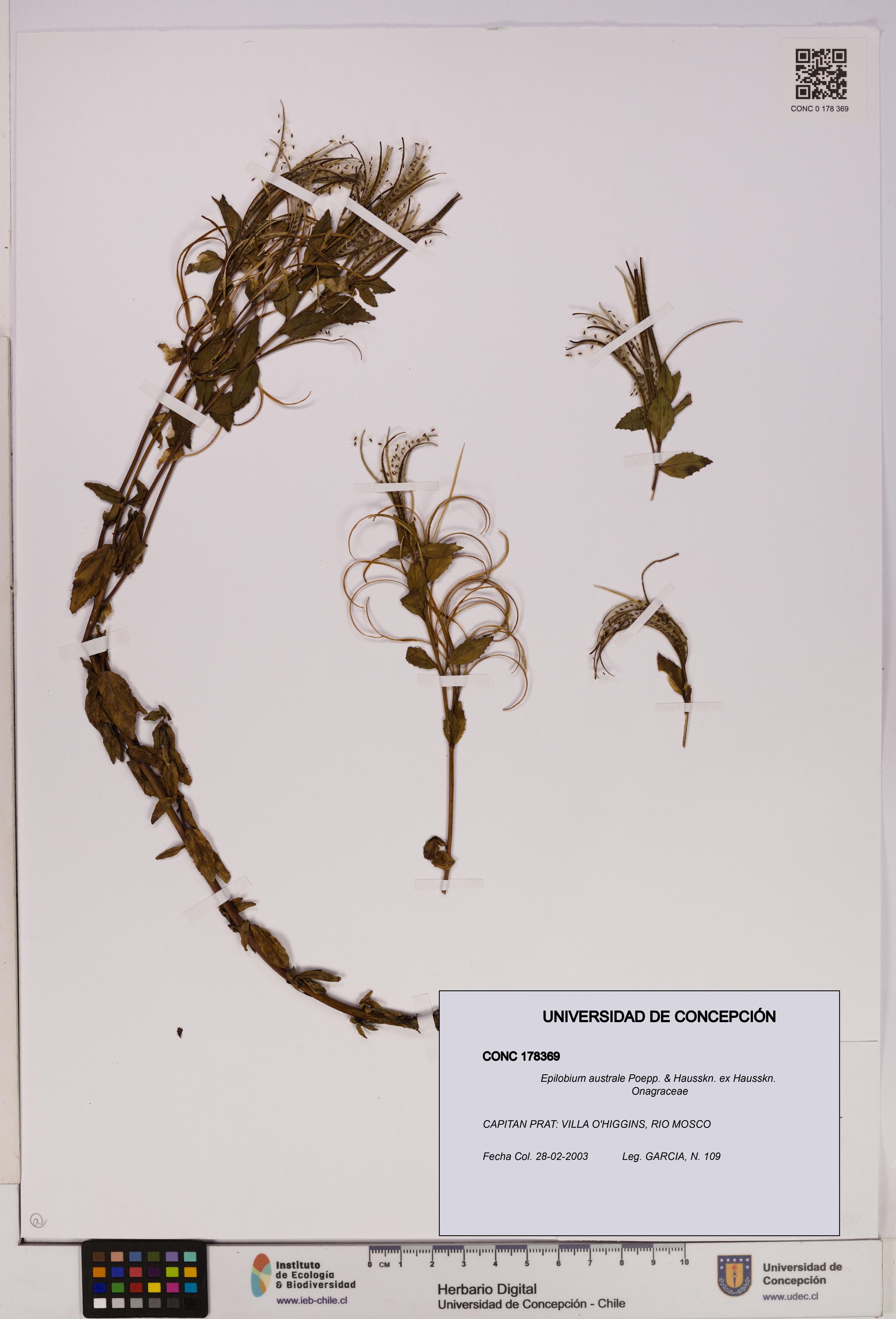 Epilobium australe [Espécimen: UDEC:CONC:0178369]