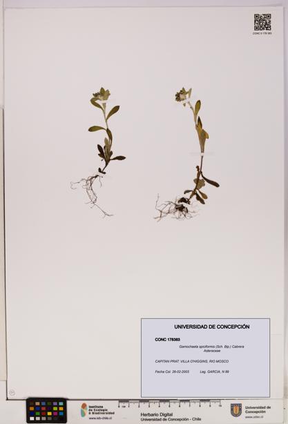 Gamochaeta spiciformis [Espécimen: UDEC:CONC:0178383]